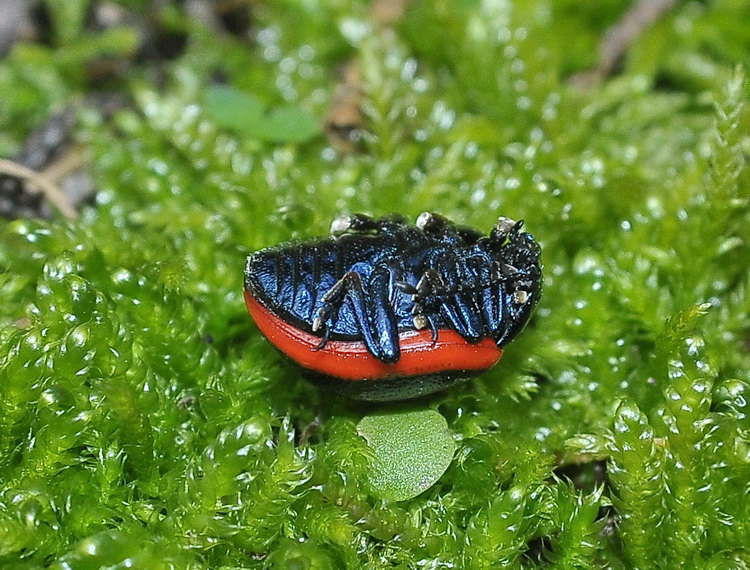 Chrysolina  rossia - dalle colline di Firenze Sud
